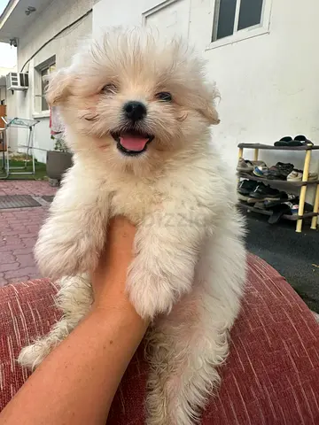 Maltipoo female puppy