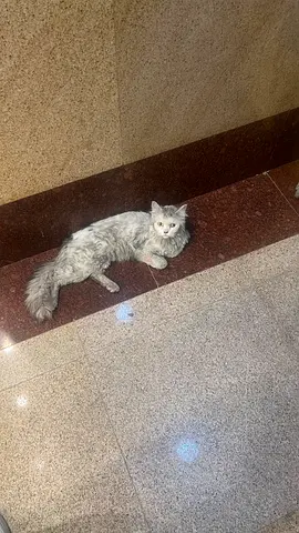Lost Cat