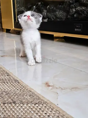Kitten
