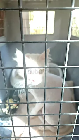 Lost and found cat