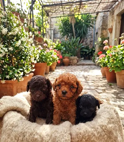 poodle puppies
