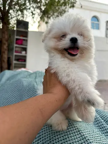 Maltipoo puppy