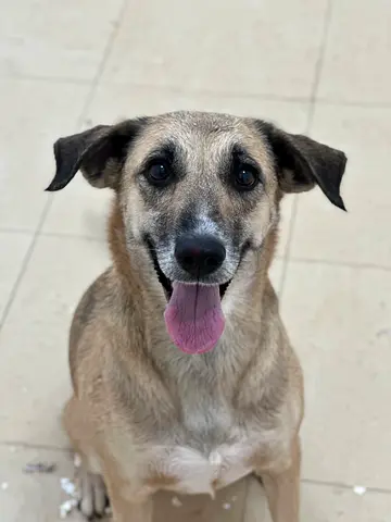 Friendly medium mixed-breed dog looking for a home, female