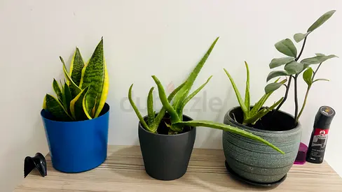 Three indoor potted plants (snake plant, aloe, and rubber plant) - ready to move