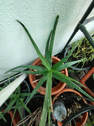 MOVING OUT SALE: Aloe vera plant in terracotta pot – healthy starter plant