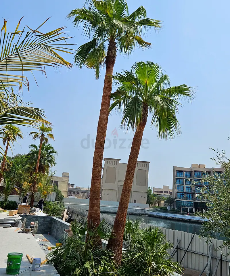 DPV_View_Image_4