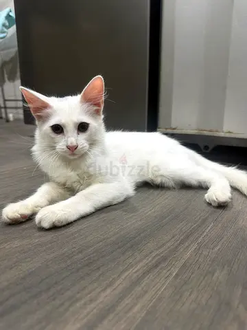 Beautiful White Kitten for Free Adoption