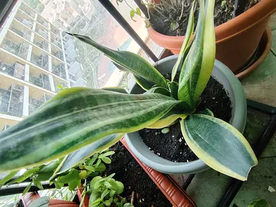 MOVING OUT SALE: Sansevieria (Snake Plant) - Healthy Variegated Potted Plant