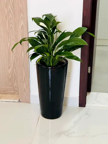 Peace Lily in Tall Black Ceramic Planter - Ready to Move