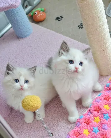Beautiful Ragdoll kittens