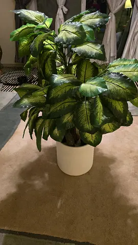 Large indoor potted Dieffenbachia (green variegated) - ready to rehome