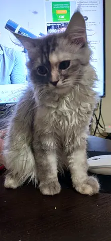 Kittens for free adoption