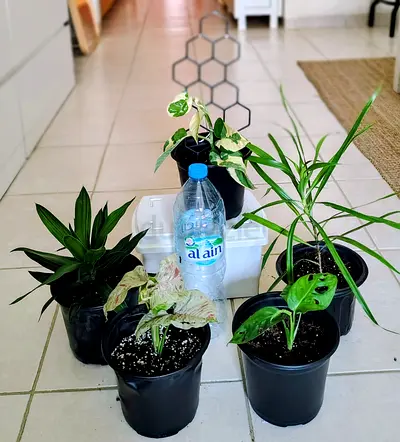 Take all 5 easy to take care indoor plants Final price , last price , best price 60 dhs only