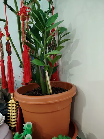 MOVING OUT SALE: Healthy ZZ Plant (Zamioculcas) in Terracotta Pot