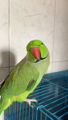 Green parrot hand tamed