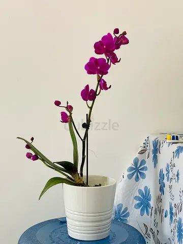 Pink Phalaenopsis Orchid in White Ceramic Pot