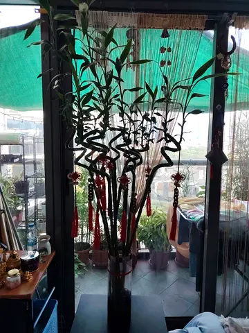 MOVING OUT SALE: Large Lucky Bamboo Arrangement in Tall Glass Vase (9 PCS)