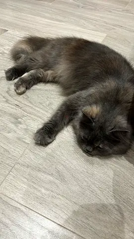 Cat for free adoption