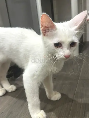 Beautiful white kitten free for adoption