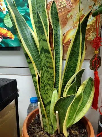 MOVING OUT SALE: Healthy Snake Plant (Sansevieria) - Indoor Potted Plant