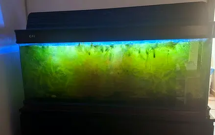 Large 155 cm Aquarium / Fish Tank for Sale
