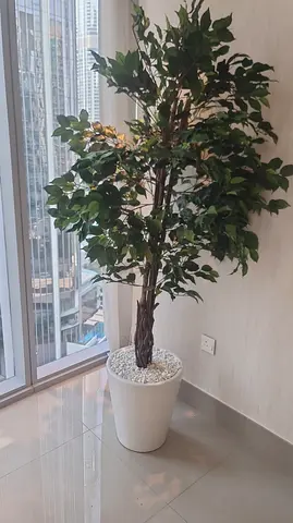 Tall artificial ficus tree with white planter - good condition