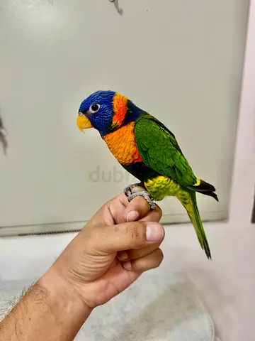 Friendly Rainbow Lorikeet - Hand Tame Pet Bird