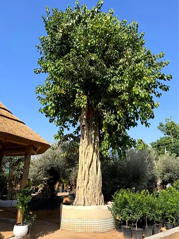 Live Large Ficus Religiosa Tree (Peepal Tree)