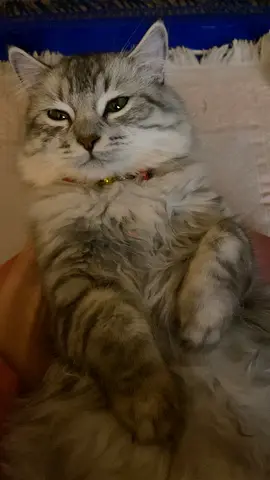 Scotch  male cat