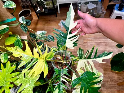 Philodendron Florida beauty x Tortum with half moon variegation. Aed375/-. Pickup near financial cen