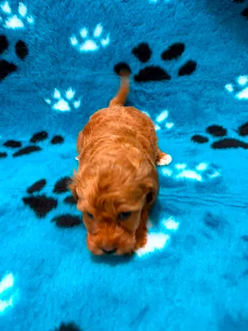 Cute red toy poodle puppy looking for new home