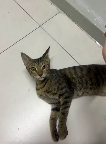 Kitty for adoption