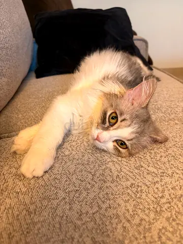 9 months Male Kitten for Adoption