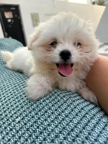 Maltipoo female puppy