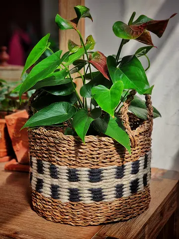 Anthurium (flamingo plant) indoor plant in seagrass and cotton rope basket