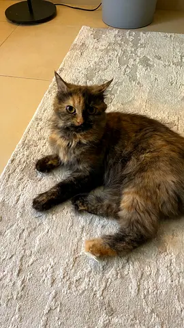Female cat For adoption