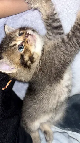 URGENT! 4 month old boy cat needs adoption