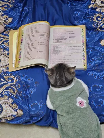 Home-Based Cat & Bird Boarding in Sharjah🐱🦜
