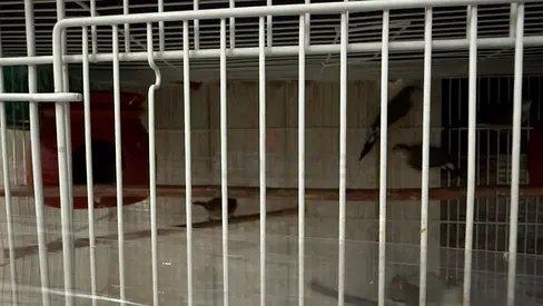 3 Pair of small pet birds with cage (finches) - ready to rehome 175aed
