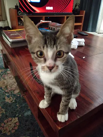 Kitten looking for a home