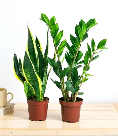 Beginner Plant Set: Snake Plant & ZZ Plant (25–40cm Height)