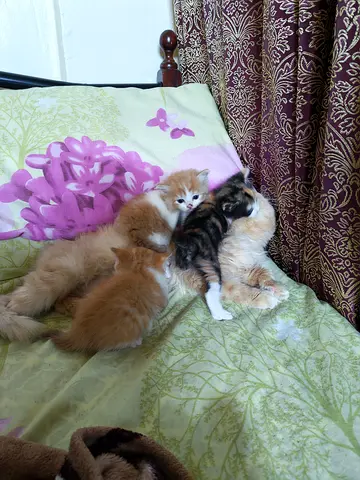 Free adoption of a cat and kittens