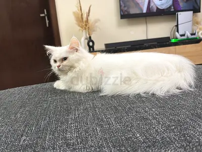 White long-haired cat — loving indoor pet available
