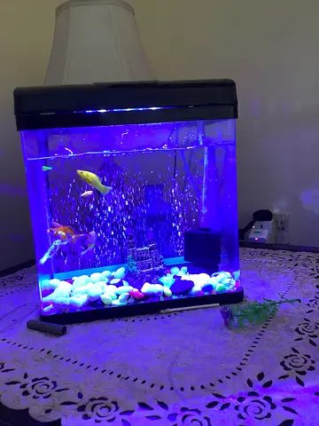 9 lovely fishes for adoption