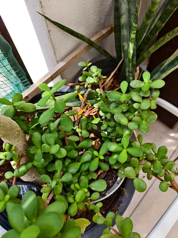 Jade plant 15dhs