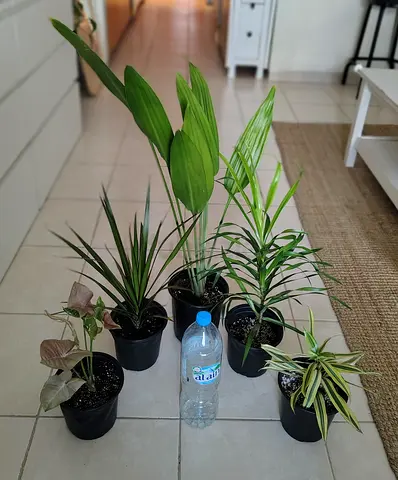 Indoor plant collection — 5 healthy potted plants