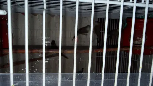 3 Pair of small pet birds with cage (canary/finch) - ready to rehome 200aed