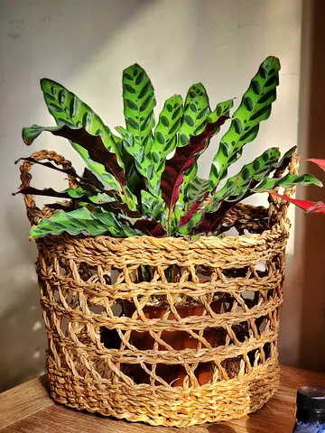 Calathea lancifolia (rattlesnake plant) indoor plant in seagrass basket