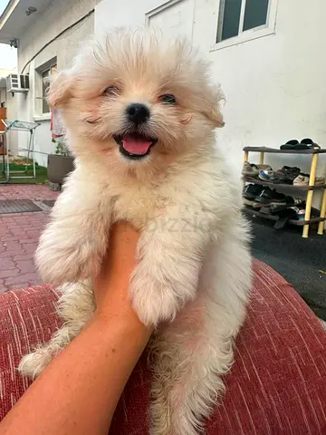 Cute fluffy puppy young, small breed (ready for new home)