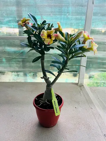Adenium (Desert Rose) potted yellow flowering plant - healthy, blooming